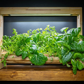 Tabletop Hydrogarden