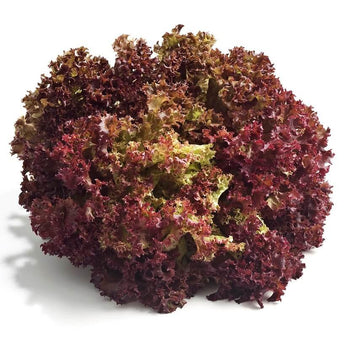 Lollo Darki Lettuce (4)