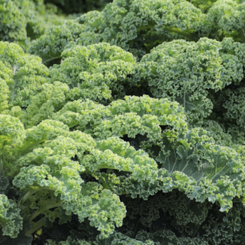 Kale - Dwarf Curled Scotch (4)