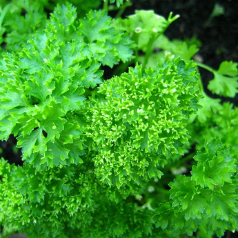 Forest Green Parsley (4)