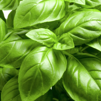 Italian Large Leaf Basil (4)