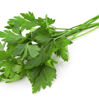 Italian Plain Leaved Parsley (4)