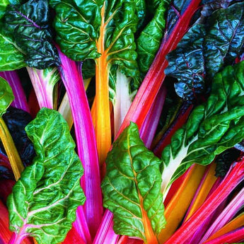 Swiss Chard - Bright Lights (4)