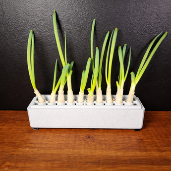 Green Onion Regrowth Planter – Regrow Store-Bought Scallions Forever | No Soil, Countertop Hydroponic Tray (Holds 10)