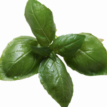 Genovese Basil (4)