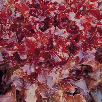 Outrageously Red Lettuce Seeds (4)
