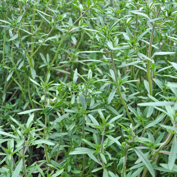 Summer Savory (4)
