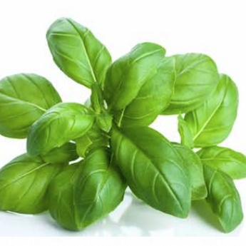 Sweet Basil (4)